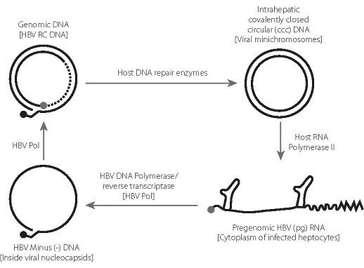 Virology Viral Replication Current Therapy And Progress To A Cure B Positive Virology Viral Replication Current Therapy And Progress To A Cure B Positive